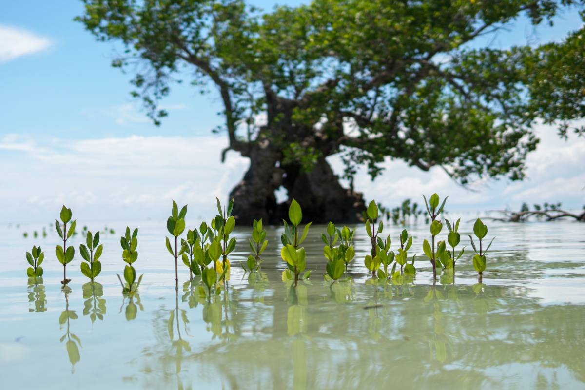 Mangroves Seedlings Philippines 
